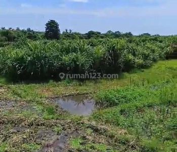 Disewakan tanah 45 are tumbakbayuh zone yellow