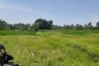 Tanah Pertanian Dijual Hadap Utara, Area Tabanan