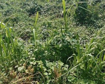 Tanah di Tumbakbayuh 6 SHM are yellow zone