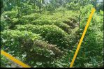 thumbnail-7ual-secepatnya-tanah-kebun-hanya-181000anm2-2