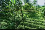 thumbnail-7ual-secepatnya-tanah-kebun-hanya-181000anm2-0