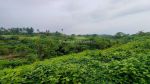 thumbnail-dijual-tanah-di-ubud-view-cantik-jungle-lembah-dan-sungai-14