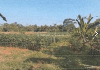 Teja Sukmana Tanah Subur Harga Dibawah Njop di Ciseeng Bogor