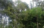 thumbnail-tanah-kebun-murah-puol-di-buring-malang-raya-5