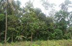 thumbnail-tanah-kebun-murah-puol-di-buring-malang-raya-2