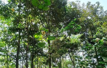 Tanah Kebun Durian Murah di Tajinan Malang