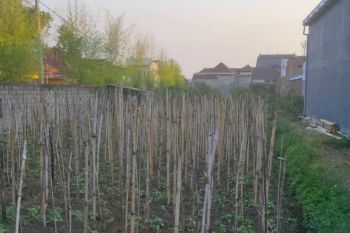 Dijual Tanah Siap Bangun Dekat Kampus Pascasarjana UIN Malang