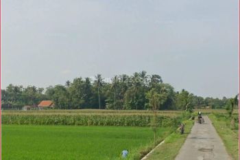 Jual Murah Tanah Sawah di Pandak Bantul, Tegal Layang