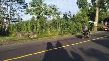 Tanah murah Sekargula Baturiti Tabanan