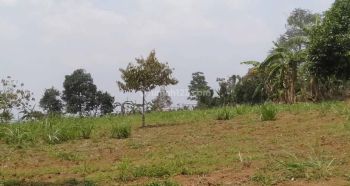 Di jual tanah di pancawati dekat cafe daong udara dingin harga 500rb/m srt shm