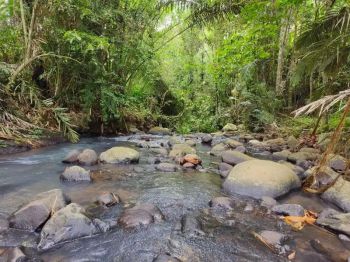 tanah kebun manggis durian los sungai besar bebatuan murah di bali