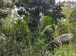 thumbnail-tanah-kebun-manggis-durian-los-sungai-besar-bebatuan-murah-di-bali-4