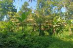 thumbnail-tanah-termurah-view-cantik-ubud-area-cocok-villa-rental-4