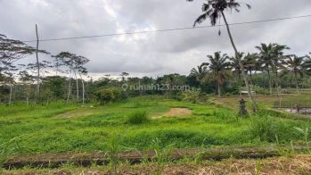 Dijual tanah di Pupuan view sawah pedesaan alami