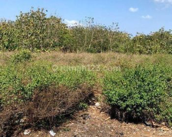 Dijual Tanah Global 13,8 are SHM Jimbaran Kuta Selatan