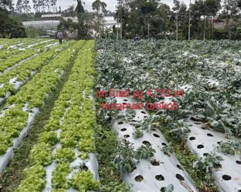 Tanah Kebun Dekat Wisata Dusun Bambu Cocok Dibangun Penginapan
