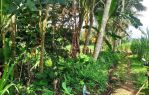 thumbnail-tanah-kebun-pohon-langsep-di-tajinan-malang-3