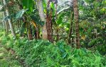 thumbnail-tanah-kebun-pohon-langsep-di-tajinan-malang-0