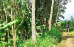 thumbnail-tanah-kebun-pohon-langsep-di-tajinan-malang-2