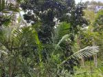 thumbnail-tanah-kebun-manggis-durian-los-sungai-besar-bebatuan-murah-di-bali-5