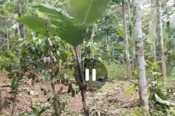 Dijual tanah untuk rumah kebun ada durian Wonosalam Jombang