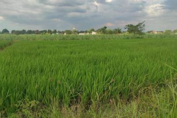 DIJUAL TANAH KAVLING BIBIS KIDUL MENGANTI GRESIK