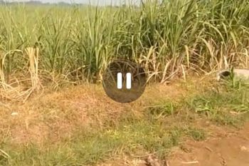 Dijual tanah pertanian peternakan Ngoro, Jombang