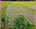 thumbnail-jual-cepat-tanah-sawah-produktif-dekat-spbu-ambarketawang-sleman-4