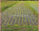 thumbnail-jual-cepat-tanah-sawah-produktif-dekat-spbu-ambarketawang-sleman-2