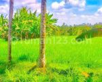 thumbnail-di-jual-cepat-lahan-murah-ubud-dilingkungan-strategis-7