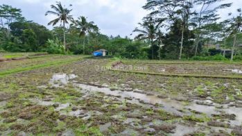 Dijual tanah Di Tegallalang Utara Ubud view full sawah