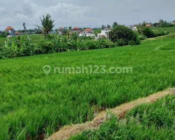 Disewakan tanah 31 are yellow zone tumbakbayuh area