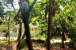 thumbnail-tanah-kebun-duren-di-jldesa-cirendeu-petir-serang-shm-2500-m2-3