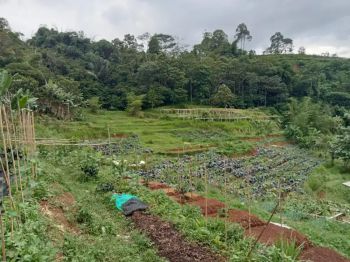 Juwal kebun + pilla di palangon