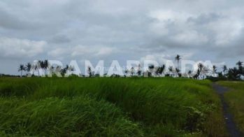 Jual Tanah Sawah 19 Are Angantaka Abiansemal Badung