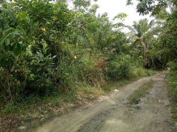 Tanah kosong cocok untuk peternakan dan ladang