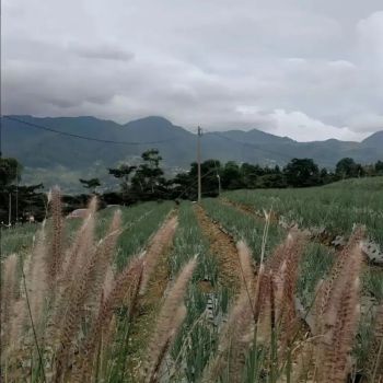 Dijual Tanah SHM Murah di Cisarua Puncak Bogor