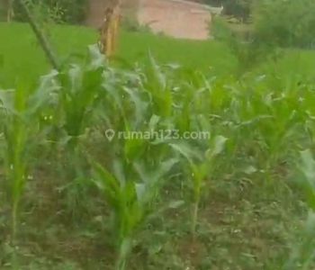 Di jual tanah sawah subur luas 4000 pinggir jalan raya harga 300rb/m