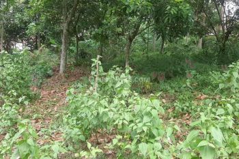 Tanah Murah 1juta/m SHM siap balik nama