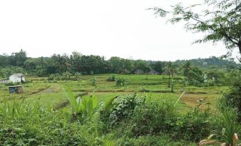 Tanah Dijual di Tamansari Bogor Dekat Desa Wisata Pasireurih
