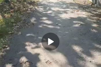 Dijual tanah untuk rumah kebun Ngoro, Jombang