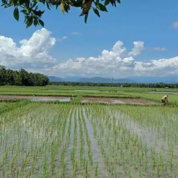 Di jual sawah di Purworejo luas 1840