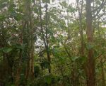 thumbnail-di-jual-lahan-pekarangan-view-laut-parangtritis-0