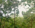 thumbnail-di-jual-lahan-pekarangan-view-laut-parangtritis-2