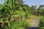 thumbnail-jual-tanah-view-sawah-murah-cocok-investasi-dekat-pantai-2