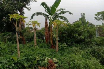 Sale Tanah: Di Jual Tanah MURAH