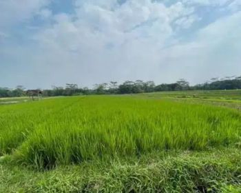 BU SAWAH 1770 KARANGANOM PRODUKTIF ASPAL AKSES MUDAH
