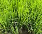 thumbnail-bu-sawah-1770-karanganom-produktif-aspal-akses-mudah-2