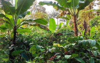 Kebun Kopis Berprospek Tinggi Dan Menjadikan Anda Juragan Kopi