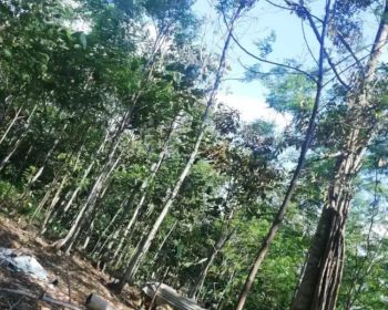 JUAL TANAH KOTA CIANJUR